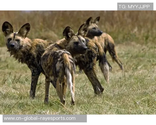 贝尔格莱德与列加斯的激烈对决揭示足球战术的较量与魅力